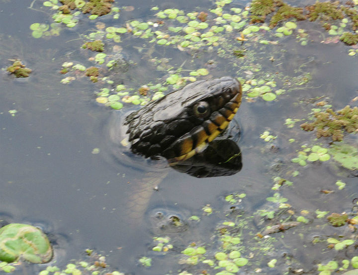 Yellowbelly Water Snake
